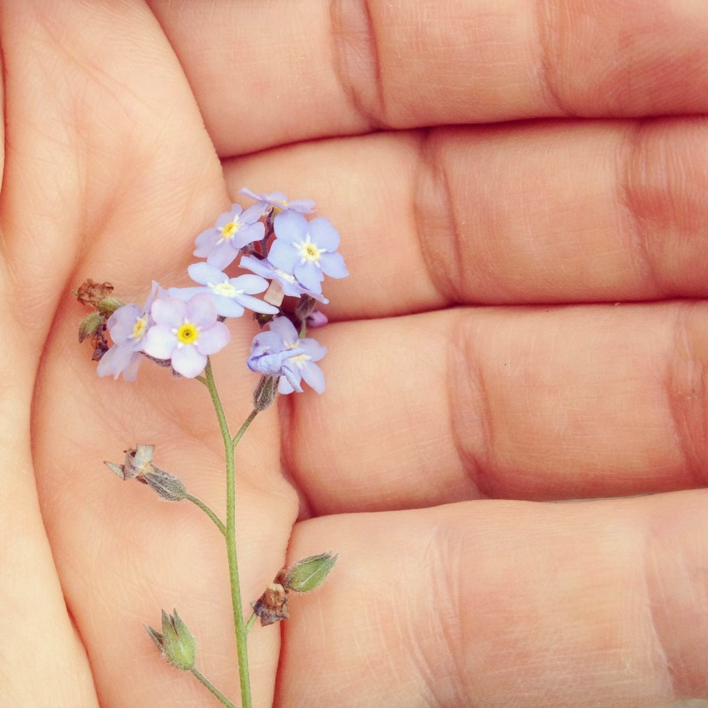 Forget Me Not